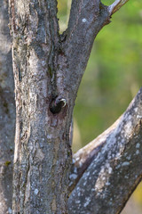 Starling with droppings