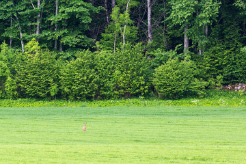 Roe deer in the field