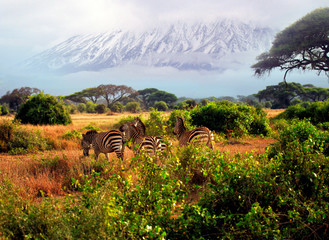 Wild zebras in Tsavo National Park. Kenya © Tatiana Morozova