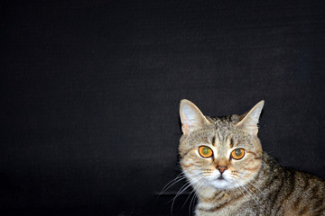 Cat on the black background