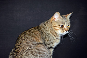 Cat on the black background