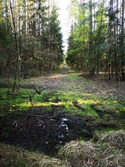 Forest swamp in the middle of the path