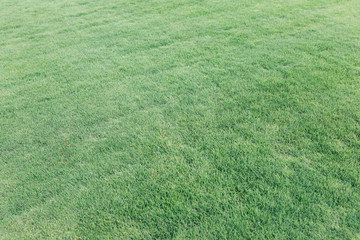 Green grass pattern and texture for background. Close-up image.