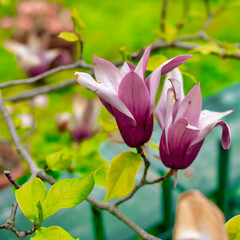 detail of japanese magnolia in piazza vcerdi