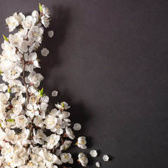 Festive background for spring holidays. Spring flowers on black  background. Apricot blossom . Top view. Apricot blossom on a color background. Spring concept