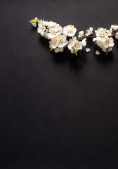 Naklejka na ściany i meble Festive background for spring holidays. Spring flowers on black background. Apricot blossom . Top view. Apricot blossom on a color background. Spring concept