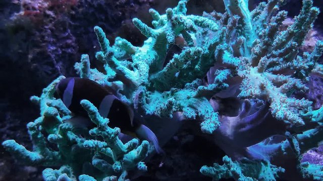 Acropora sp. and Catalaphyllia jardinei corals, deep sea waters. Footage of underwater world, hard and soft corals. Marine nautical seascape, Paracanthurus hepatus, seabed and sceanery in aquarium