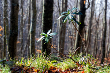 Fototapeta premium plants in the forest in autumn