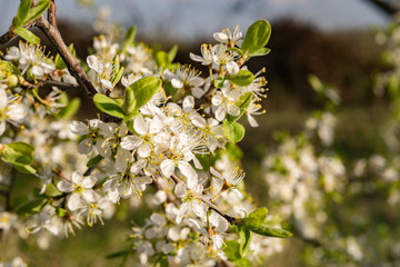 Branches of blossoming tree outdoors. Whites flowers