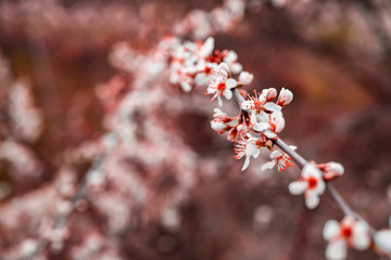 Branches of blossoming tree outdoors. Whites flowers