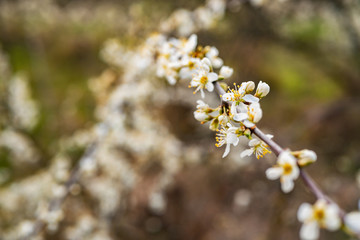 Branches of blossoming tree outdoors. Whites flowers