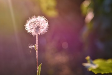 Beautiful dandelion flower with puffy seeds on blurred background with sun rays, selective focus. Spring time concept with blooming dandelion and sunset light on backdrop. Summer flower 