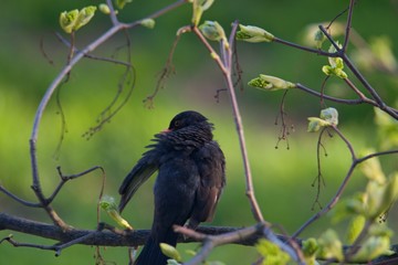 The common blackbird is a species of true thrush. It breeds in Europe, Asia, and North Africa.