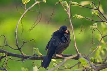 The common blackbird is a species of true thrush. It breeds in Europe, Asia, and North Africa.