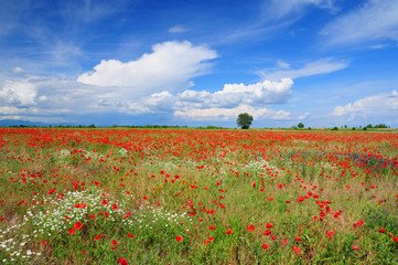 poppy and chamomile field