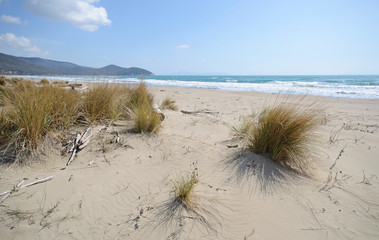 scenic view of typical wild coastline of Tuscan Maremma, with its sand dunes 