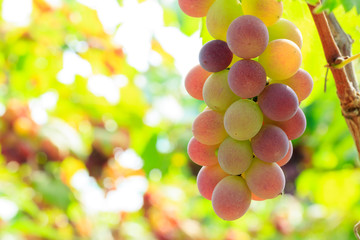 Ripe grapes in the orchard,fruit in a natural scene