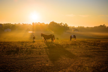 Sunrise Over Horses