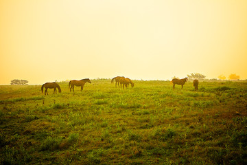 Fototapeta na wymiar Horses graze in Early Morning Fog