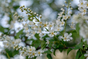 Bird cherry tree blooms in spring. Shallow depth of field
