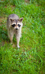 Young Raccoon