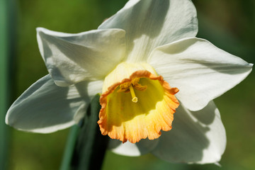 A very beautiful daffodil in nature, on a sunny day