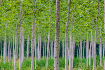 Natural park of the Sile river in Italy