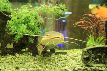 fish in aquarium