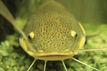 fish in aquarium