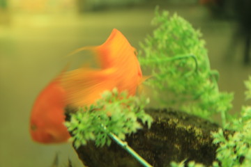 fish in aquarium
