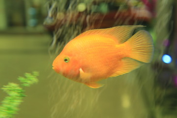 fish in aquarium