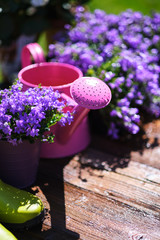 Gardening tools and spring flowers on the terrace in the garden