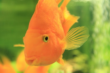 fish in aquarium