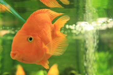 fish in aquarium