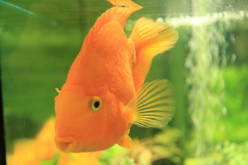 fish in aquarium