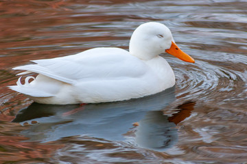 Weiße Stockente schwimmt schläfrig auf einem Teich in einem Park
