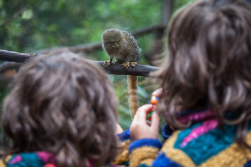 Two children looking at a tiny marmoset monkey in a zoo