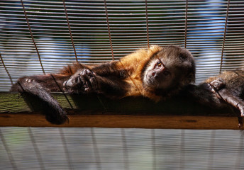 A small captive brown monkey in a cage