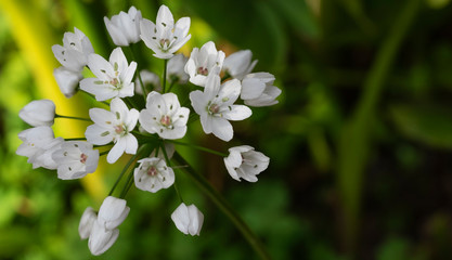 allium neapolitanum close up flower for background.