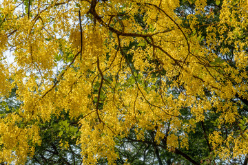 Obraz premium The blossom yellow Cassia Fistula trees in the afternoon with the natural sun light in the summer sky. 