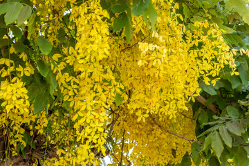 The blossom yellow Cassia Fistula trees in the afternoon with the natural sun light in the summer sky. 