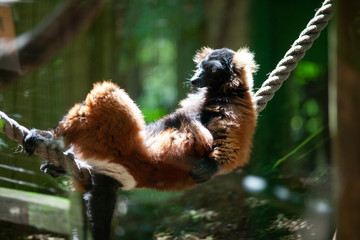 A lemur in a zoo lying on a rope relaxing