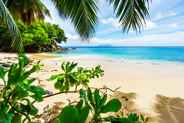 Paradise Beach on the seychelles through palm leaves