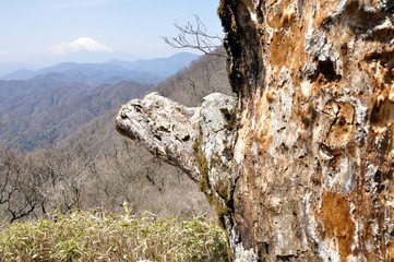 富士山に古木