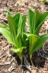 Obraz premium オオバイケイソウ若葉