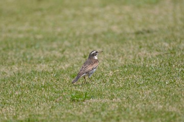 Thrush of a wild bird taken in Japan