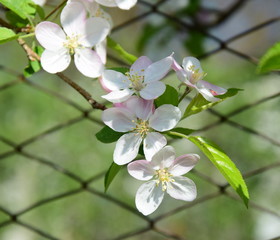 Apfelbaum - Apfelblüten - Blütezeit