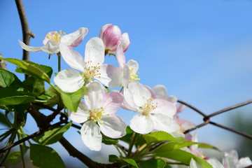 Apfelbaum Blüten auf Gartenzaun