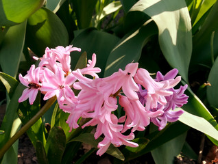 pink hyacinth flower with green leaves in garden