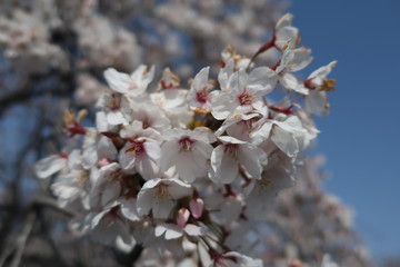 桜4